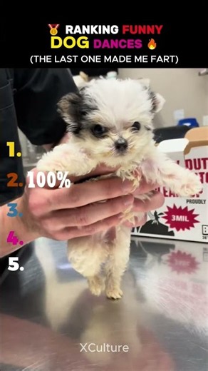 Best Funny Dog Dancing Moments🐶💃that will make your day! #usa #dogfunny #cute #pets #viralmoments