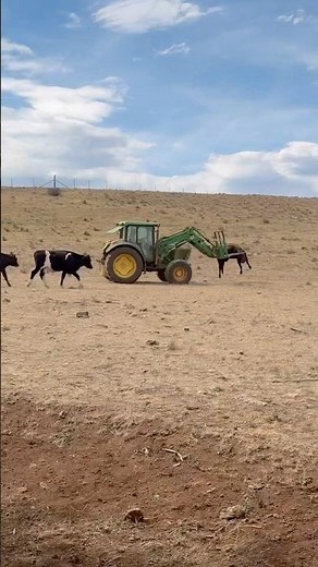 JOHN DEERE TRAKTÖR İNEK GÖTÜRÜYOR