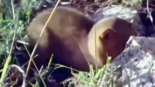 Unbelievable. Python Received A Humiliat End When Trying To Attack The Lion King - Lion VS Python