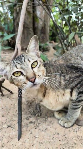 You found a new best friend in the woods.#straycat #adventurecat #catsoftiktok #meow #kittylove