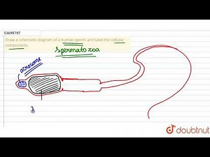 Draw a schematic diagram of a human sperm and label the cellular components.