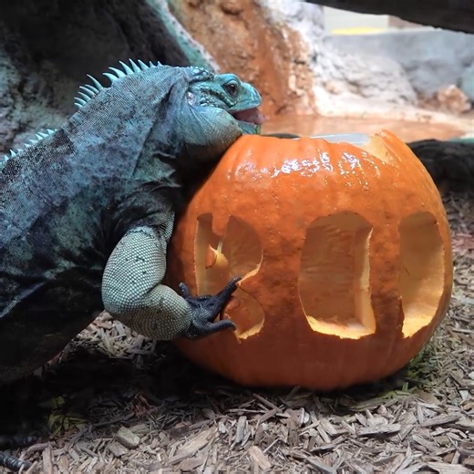 Bring your lil' pumpkins to Boo at the Zoo! Join us Oct. 17-19 and 24-26 from 5:30-9pm for wicked family-friendly activities including: 👻 Trick-or-Treat Trail 🎃 Live pumpkin-carving demonstrations 🧙‍♀️ Dazzling light shows 🐍 ANIMALS! For admission fees and details: mkezoo.com/BooattheZoo Special thanks to Prairie Farms Dairy! | Milwaukee County Zoo