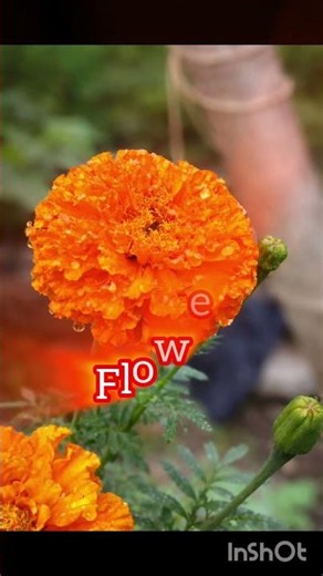 #4k video offlower