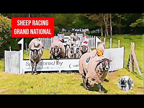 Sheep Racing - The Grand National