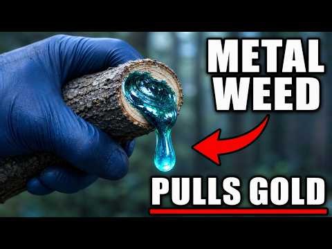 This Weed Pulls Gold From The Ground - Why Scientists Hid It For 40 Years?
