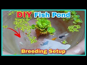 Easy and Faster Way to Breed Molly Fish | Molly Fish Breeding Setup || देसी DIY Fish Pond