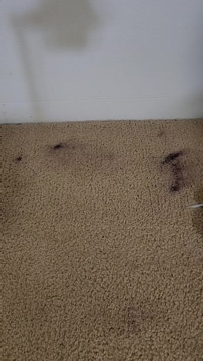 Carpet Care and Repair on TikTok