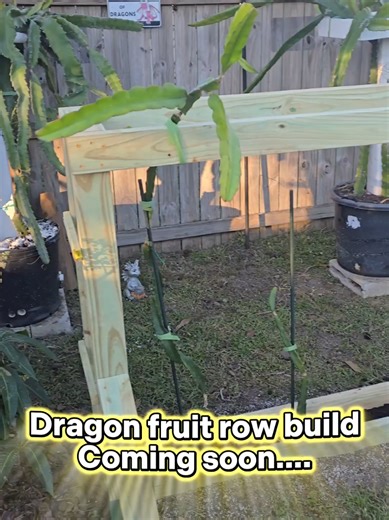 Coming soon 🌴 Space Coast dragon fruit row build #fyp #gardeningtiktok #tutoriales #dragonfruit #ExoticPlants