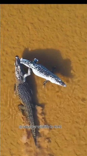 UNSTOPPABLE! 🐊 The Deadliest Crocodile Attack Ever Recorded! 🌊🔥☠️👹☠️