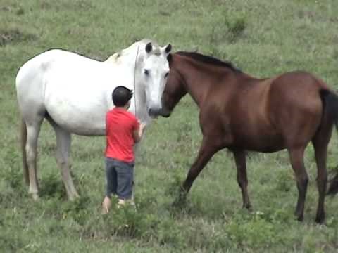 Como pegar o cavalo no pasto sem usar ração com Vitor Peron