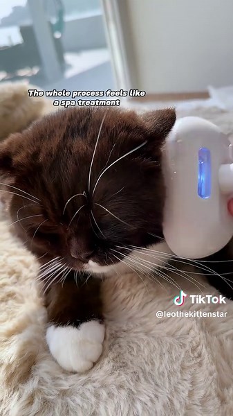 Effective Spray Comb for Managing Cat Hair