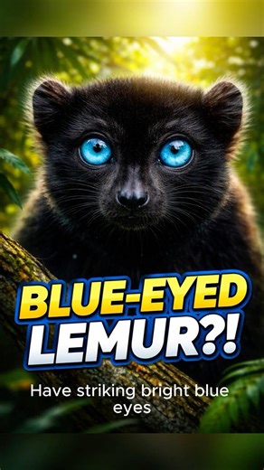 The Only Primate With Blue Eyes (Besides Humans!) 😲