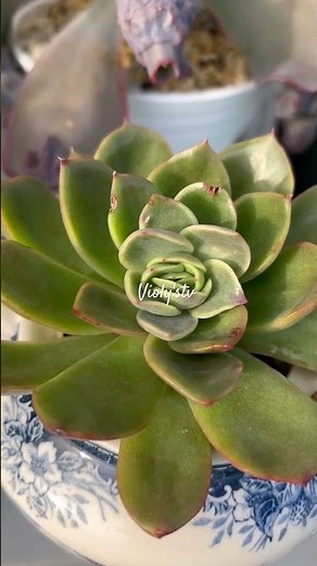 Blooming Succulents#short#succulent#echeveria#japan#Violy'stv