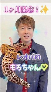 [1 Month Celebration] Leopard Gecko Moro-chan's Eating Scene Revealed 💓 [Leopard Gecko]