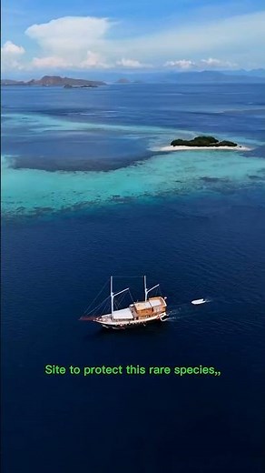Komodo Island: A World of Dragons and Stunning Landscapes #shorts #youtube #komodo #island #videos