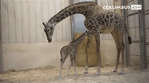 Newborn of endangered species welcomed at Columbus Zoo and Aquarium