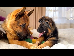 First Steps to the Friendship of the German Shepherd and New Puppy