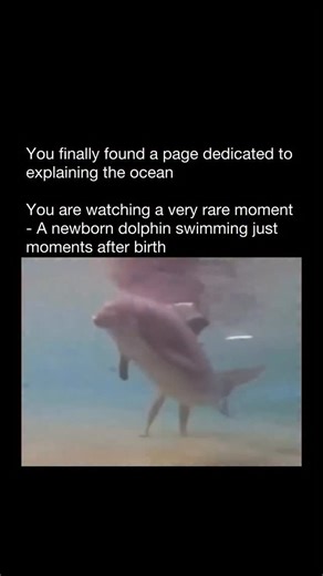 Explaining The Ocean | A newborn dolphin swimming just moments after birth is a powerful example of evolutionary adaptation. There’s no adjustment period — the... | Instagram