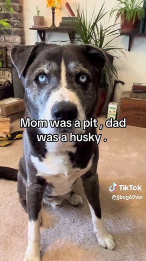 Husky & Pitbull Mix: Meet This Adorable