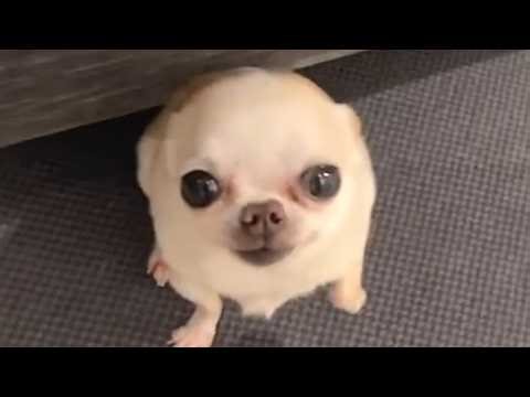 Family leaves chihuahua for week, never returns