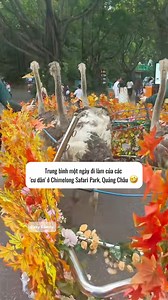 149K views · 5.5K reactions | Trung bình một ngày đi làm của các 'cư dân' ở Chimelong Safari Park, Quảng Châu 藍 ~ Riêng gấu trúc khỏi cần chạy chấm công vì có biệt phủ riêng. Thấy tiền vé cũng quá xứng đáng  #Gấutrúc #Chimelongsafaripark #QuảngChâu | Poky Family | Facebook