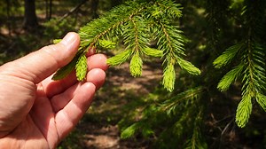 A guide to harvesting spruce tips: culinary and medicinal uses