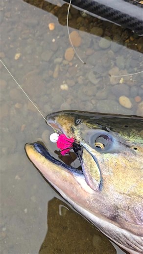 300 reactions · 32 comments | Giant centerpin king!  . . . . #catchandrelease #salmon #salmonfishing #angler #outdoors #centerpin #centerpinfishing #wow #washington OAtackle Lamiglas Hawken Fishing Products Okuma Fishing USA | Brandon Shank | Facebook