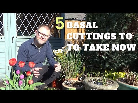 How to Take Basal Cuttings from Perennials - Aster, Helenium, Agastache, Lythrum & Veronicastrum