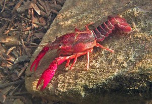 Invasive crayfish found inside Michigan fish hatchery pond