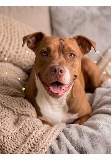 ¿Cómo calcular los años de un perro? Guía simple