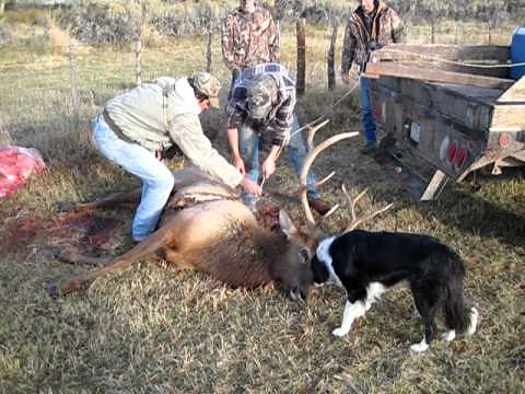 Colorado Elk Technique - Lifting Elk into Truck.avi