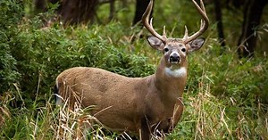 DNR provides update on Chronic Wasting Disease cases in Wisconsin