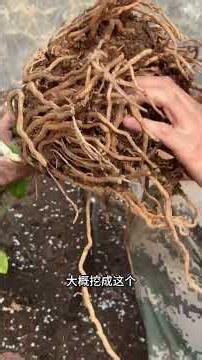 Revive Your Money Tree! 5 Easy Solutions Inside