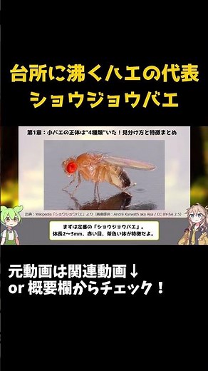 【ずんだもん生物解説#69】実はめんつゆトラップが効くのは“コイツだけ”!? ショウジョウバエの正体【虫の雑学】
