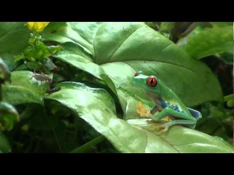 Red Eyed Tree Frog FEEDING