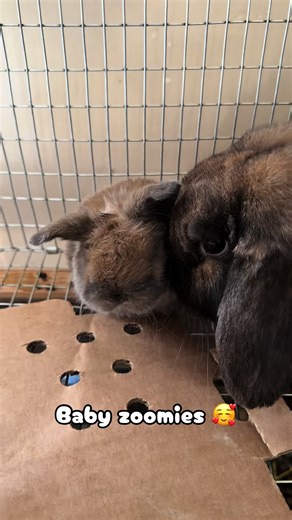 Adorable Baby Rabbit Zoomies