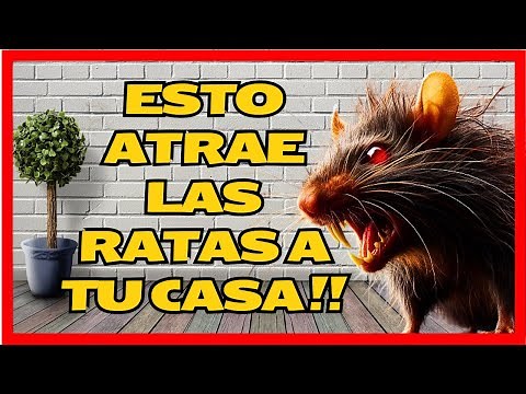 WHAT ATTRACTS RATS and MICE to your HOUSE and GARDEN and how to keep them away? | Gio de la Rosa