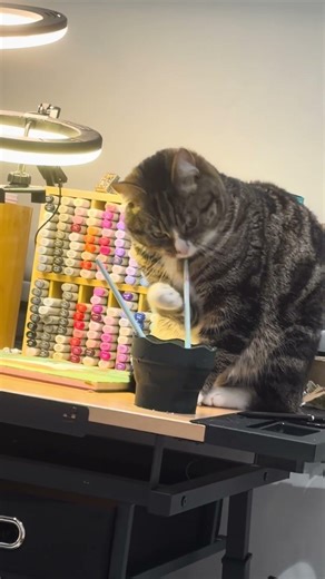 He’s looking at me like, “shut up, you stupid human» 🙄