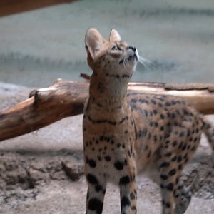 Amos the serval, here to brighten up your Friday 🧡 Did you know a serval can leap twice its own body length? 'Tis the season to visit the Zoo and see your favorite animals! Join us for the final Family Free Day of the fall season at the Milwaukee County Zoo on Saturday, Dec. 7. Special thank you to Tri City National Bank and FOX6. | Zoological Society of Milwaukee