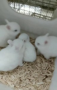 So cute rabbit🐰🐰 | Quotes to live your life by