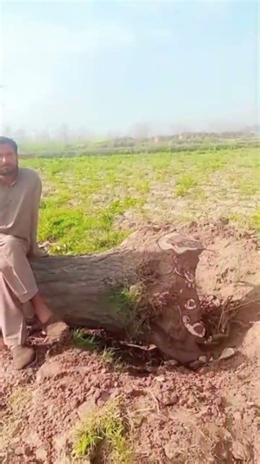 Wood 🪵 Cutting Working 💪