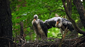 Black Stork Nesting in the Wild (Ciconia nigra)