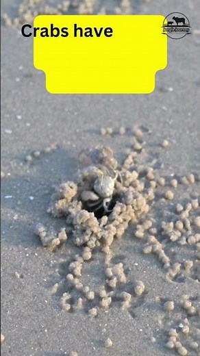 How many legs does crab have