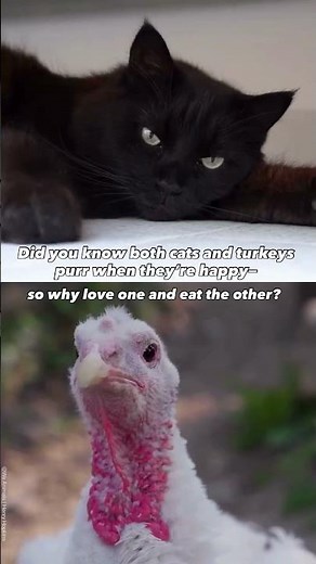 Cats and turkeys both want the same things: safety, comfort, and respect! #GoVegan 🌱✨