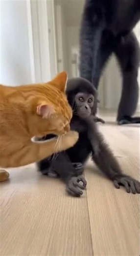 Cat Meets Baby Gibbon | 고양이와 아기긴팔원숭이 첫 만남 #gibbon #cat #귀여운동물 #orangecat #animals #animalshorts