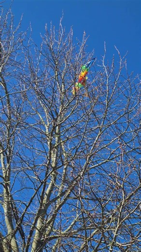 Felix hat einen #Drachen entdeckt, der sich ganz oben im #Baum verfangen hat #Kindersehenalles