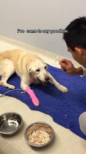 Saying Goodbye to Your Beloved Pet: A Heartfelt Tribute