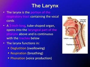 The Larynx - SlideServe