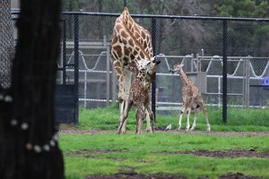 Giraffic jam 🦒🦒🦒🦒 Last week our Giraffe breeding herd received a tall order with two giraffe calves born in two days! Giraffe keepers, guests and 16- and 11-week-old giraffe calves, Matata and Wayo, were all on the scene to welcome the newest members into the herd. Whilst our breeding program in Dubbo has bred over 50 giraffe calves in the programs history, it is an incredibly special and treasured moment to witness the incredible birth of the world's tallest mammal 🙌 | Taronga Western Plai