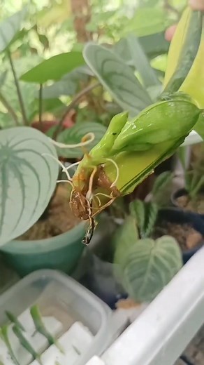 Water propagation technique | Sansevieria leaf cutting propagation in water #fblifestyle #gardening #gardentechniques #HomeGardening #plantpropagation Mamalyn's Garden | Mamalyn's Garden